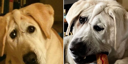 Hund mit missgebildetem Gesicht von seiner Familie im Stich gelassen: Ein Engel eilt zur Hilfe